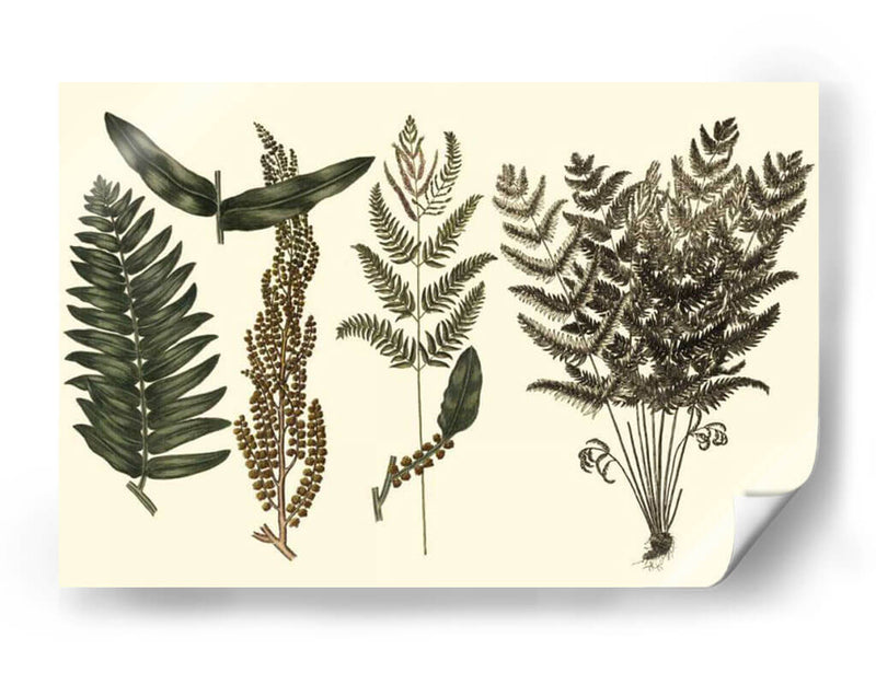 Fern Habe Folio I - Georg C. Oeder | Cuadro decorativo de Canvas Lab