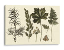 Fern Leaf Folio Ii - Georg C. Oeder | Cuadro decorativo de Canvas Lab