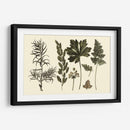 Fern Leaf Folio Ii - Georg C. Oeder | Cuadro decorativo de Canvas Lab