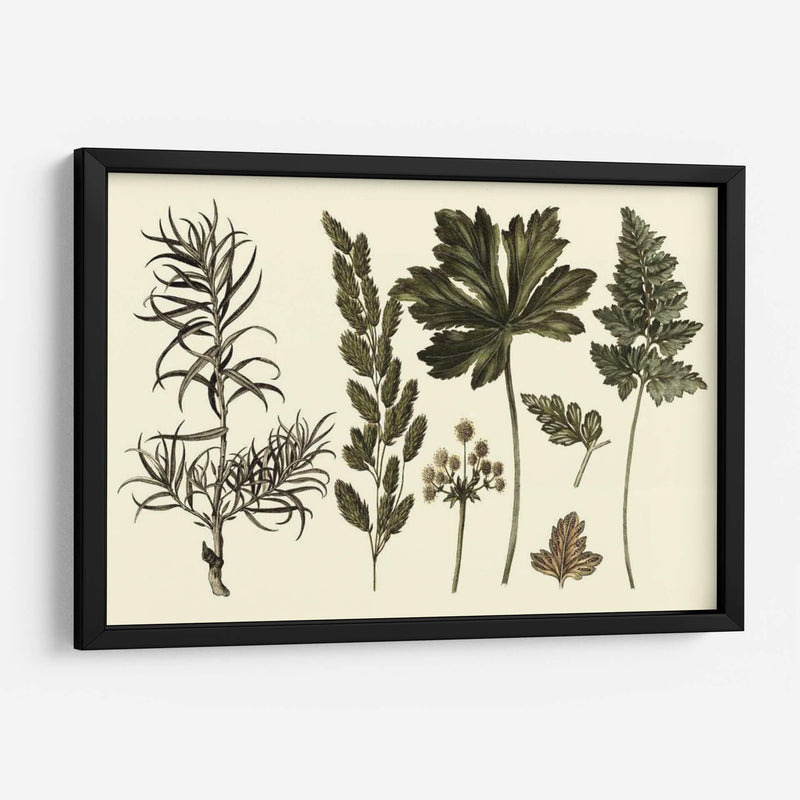 Fern Leaf Folio Ii - Georg C. Oeder | Cuadro decorativo de Canvas Lab