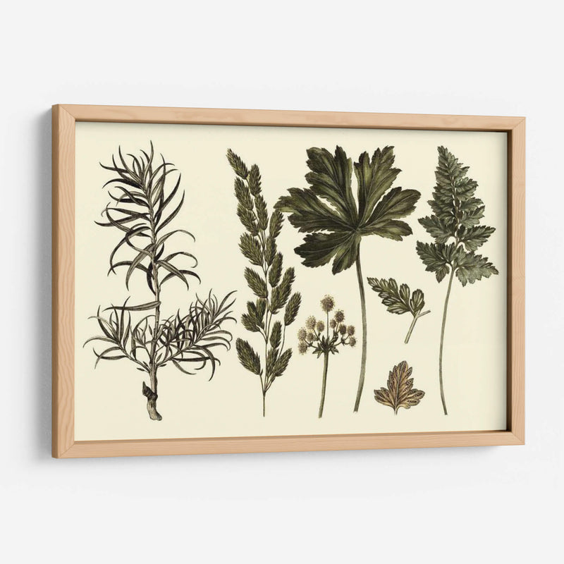 Fern Leaf Folio Ii - Georg C. Oeder | Cuadro decorativo de Canvas Lab