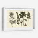 Fern Leaf Folio Ii - Georg C. Oeder | Cuadro decorativo de Canvas Lab