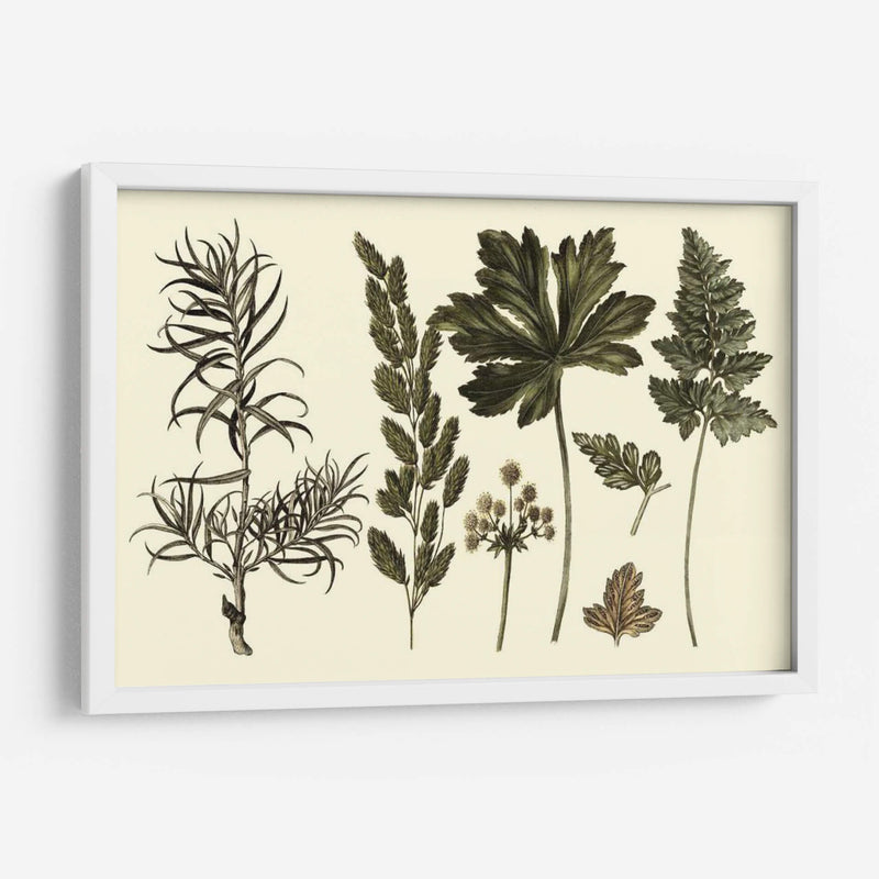 Fern Leaf Folio Ii - Georg C. Oeder | Cuadro decorativo de Canvas Lab