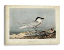 Audubon Sandwich Tern - John James Audubon | Cuadro decorativo de Canvas Lab