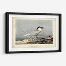 Audubon Sandwich Tern - John James Audubon | Cuadro decorativo de Canvas Lab