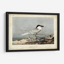 Audubon Sandwich Tern - John James Audubon | Cuadro decorativo de Canvas Lab