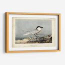 Audubon Sandwich Tern - John James Audubon | Cuadro decorativo de Canvas Lab