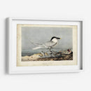 Audubon Sandwich Tern - John James Audubon | Cuadro decorativo de Canvas Lab