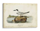 Audubon Havells Tern - John James Audubon | Cuadro decorativo de Canvas Lab