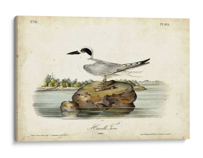 Audubon Havells Tern - John James Audubon | Cuadro decorativo de Canvas Lab