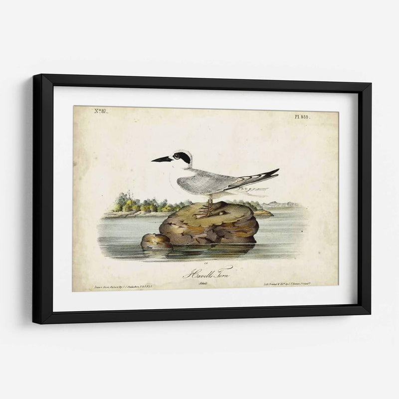 Audubon Havells Tern - John James Audubon | Cuadro decorativo de Canvas Lab