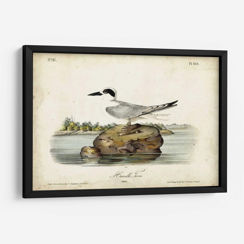 Audubon Havells Tern - John James Audubon | Cuadro decorativo de Canvas Lab