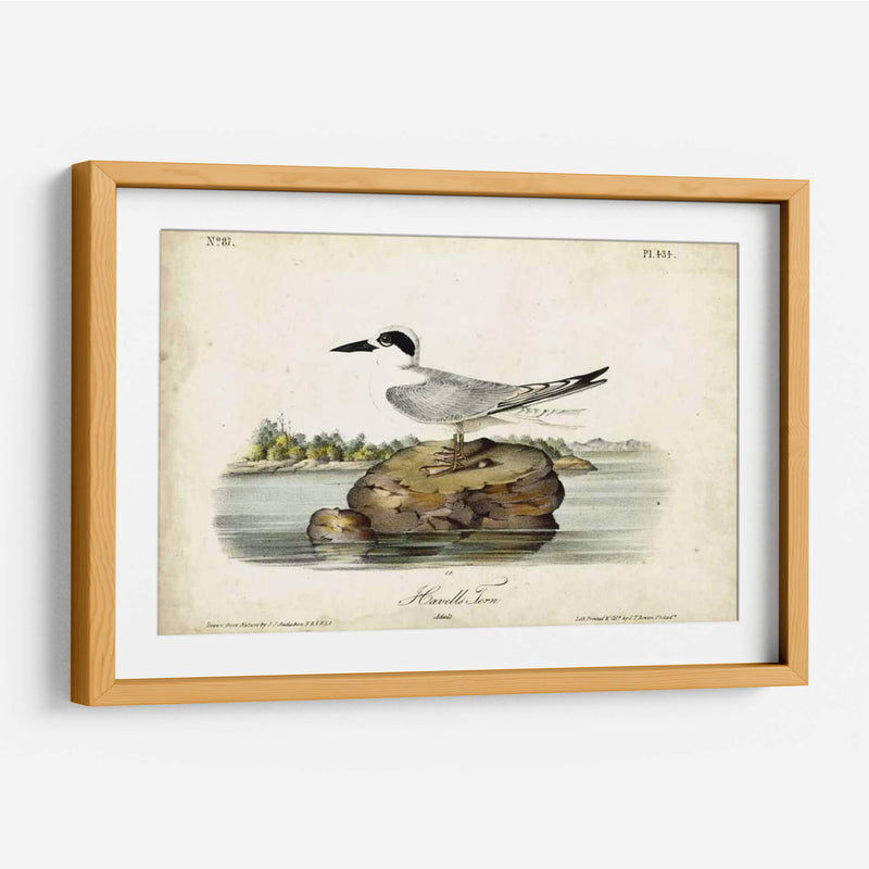 Audubon Havells Tern - John James Audubon | Cuadro decorativo de Canvas Lab