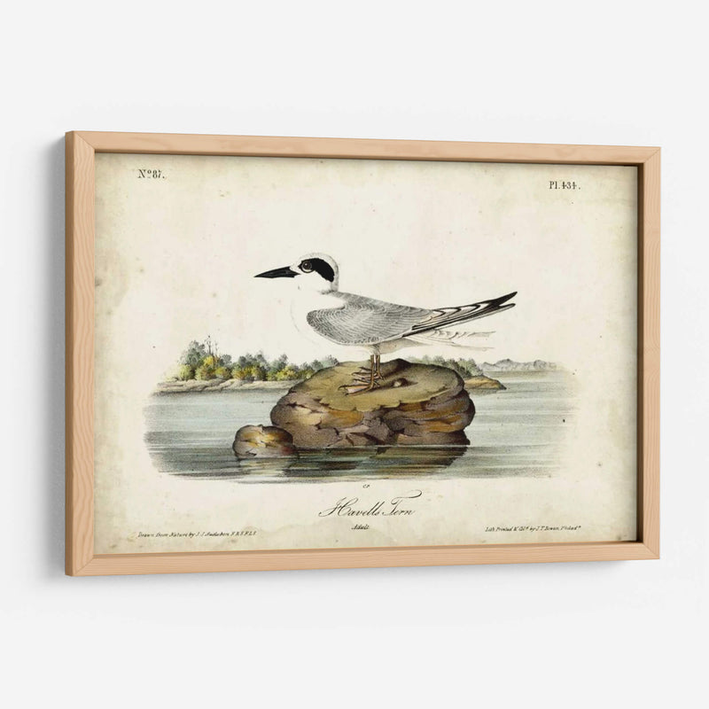 Audubon Havells Tern - John James Audubon | Cuadro decorativo de Canvas Lab