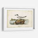 Audubon Havells Tern - John James Audubon | Cuadro decorativo de Canvas Lab