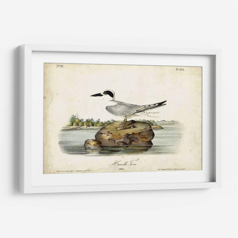 Audubon Havells Tern - John James Audubon | Cuadro decorativo de Canvas Lab