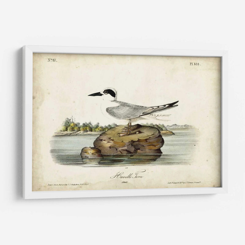 Audubon Havells Tern - John James Audubon | Cuadro decorativo de Canvas Lab