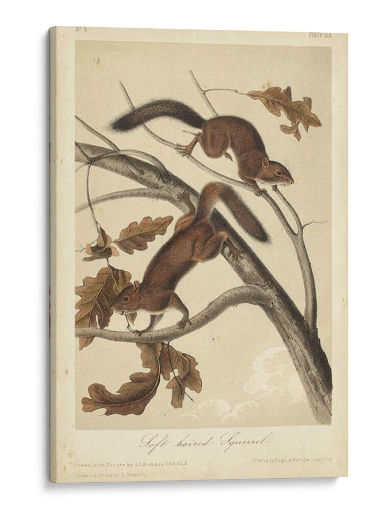 Audubon Squirrel Iii - John James Audubon | Cuadro decorativo de Canvas Lab