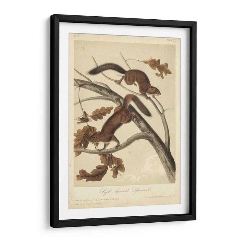 Audubon Squirrel Iii - John James Audubon | Cuadro decorativo de Canvas Lab