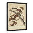 Audubon Squirrel Iii - John James Audubon | Cuadro decorativo de Canvas Lab