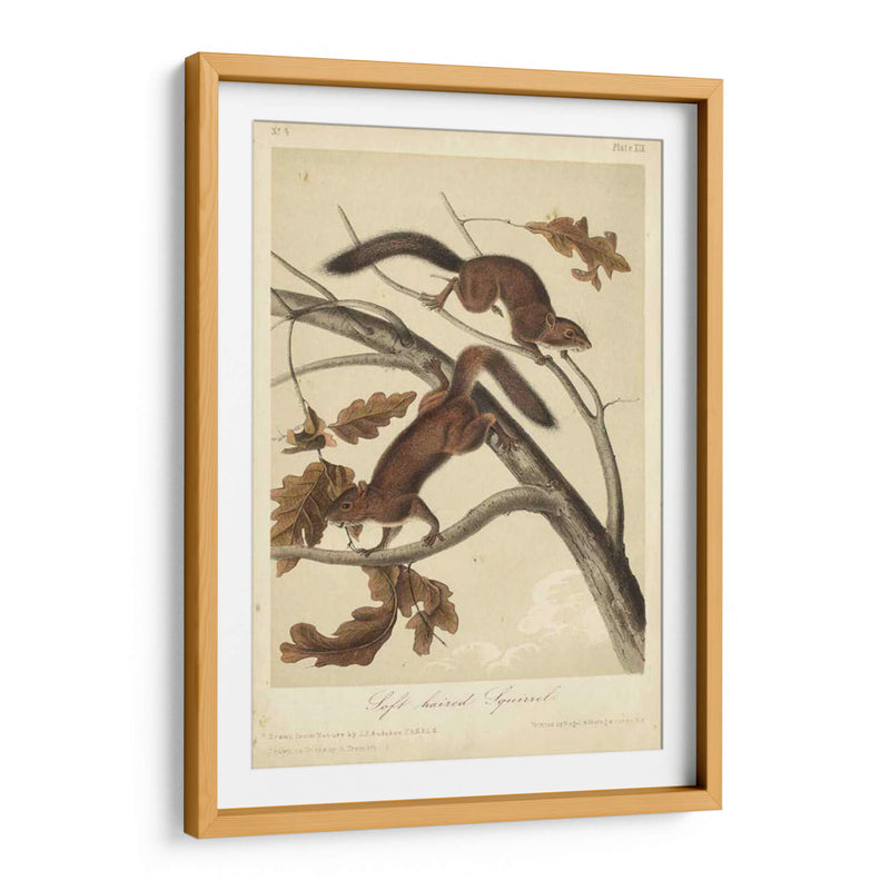 Audubon Squirrel Iii - John James Audubon | Cuadro decorativo de Canvas Lab