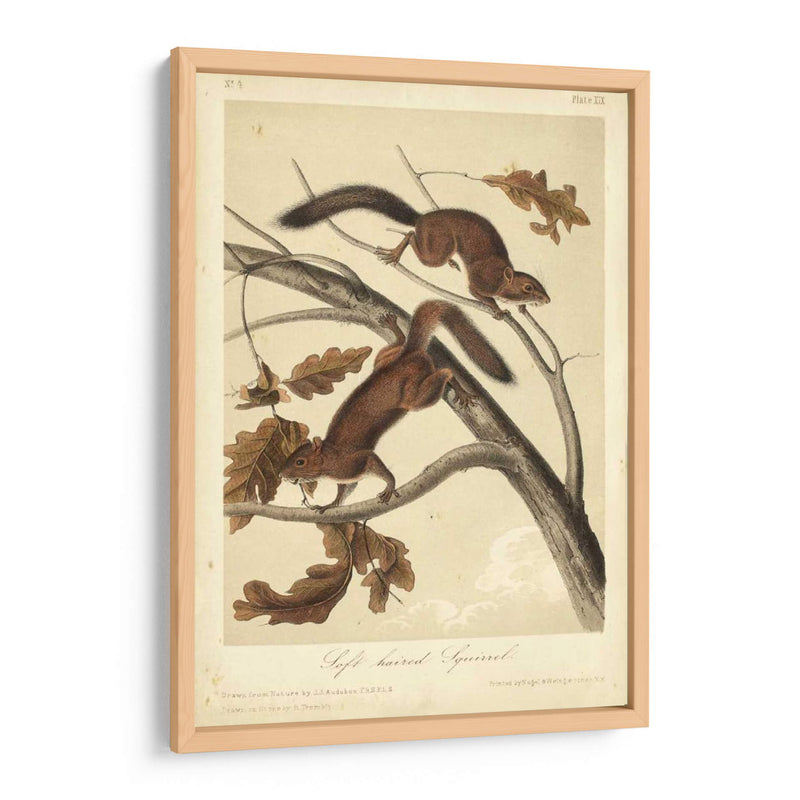 Audubon Squirrel Iii - John James Audubon | Cuadro decorativo de Canvas Lab