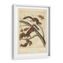 Audubon Squirrel Iii - John James Audubon | Cuadro decorativo de Canvas Lab