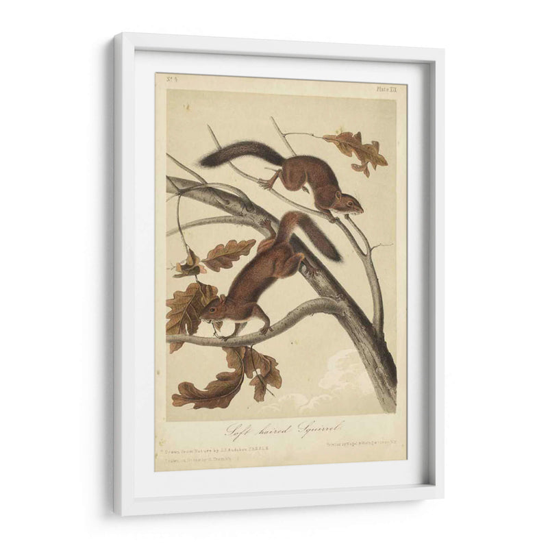 Audubon Squirrel Iii - John James Audubon | Cuadro decorativo de Canvas Lab