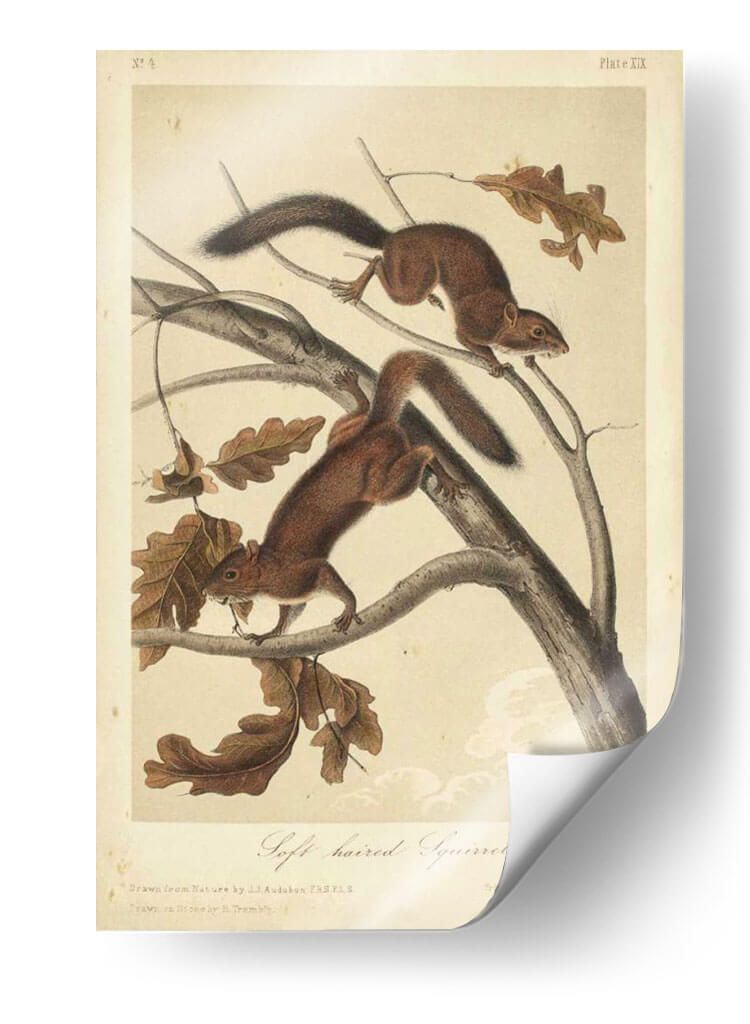 Audubon Squirrel Iii - John James Audubon | Cuadro decorativo de Canvas Lab