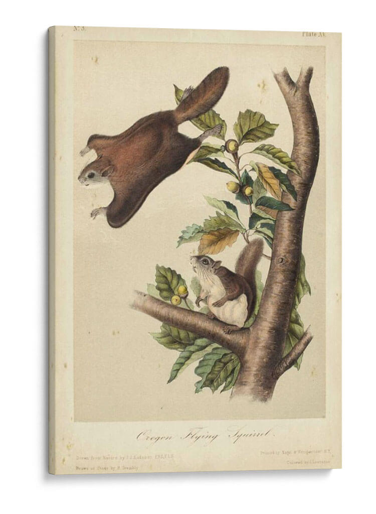 Audubon Squirrel Iv - John James Audubon | Cuadro decorativo de Canvas Lab