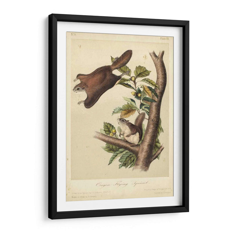 Audubon Squirrel Iv - John James Audubon | Cuadro decorativo de Canvas Lab