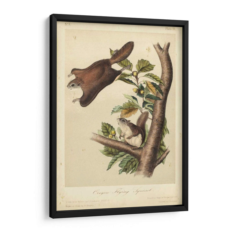 Audubon Squirrel Iv - John James Audubon | Cuadro decorativo de Canvas Lab