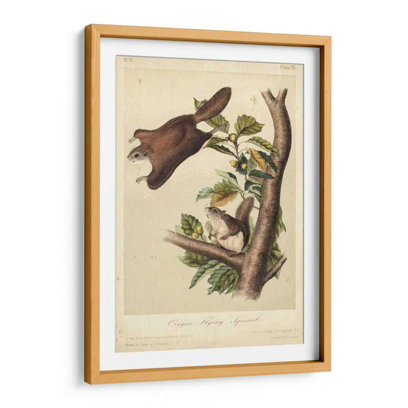 Audubon Squirrel Iv - John James Audubon | Cuadro decorativo de Canvas Lab