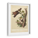 Audubon Squirrel Iv - John James Audubon | Cuadro decorativo de Canvas Lab