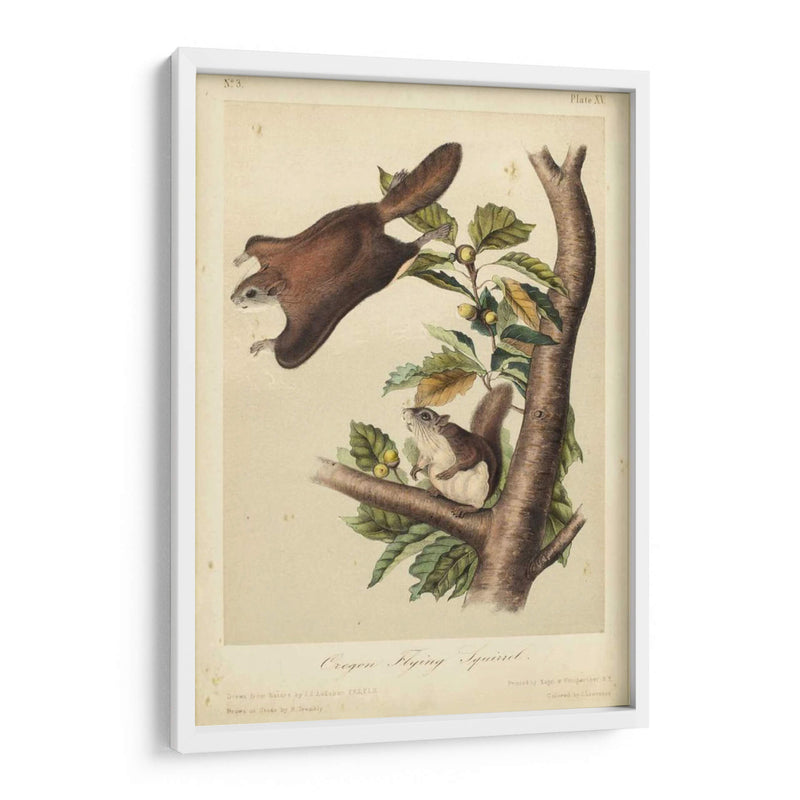 Audubon Squirrel Iv - John James Audubon | Cuadro decorativo de Canvas Lab