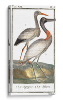 Grúas De Búfón Y Garzas I - Buffon | Cuadro decorativo de Canvas Lab