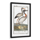 Grúas De Búfón Y Garzas I - Buffon | Cuadro decorativo de Canvas Lab