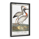 Grúas De Búfón Y Garzas I - Buffon | Cuadro decorativo de Canvas Lab