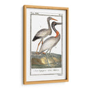 Grúas De Búfón Y Garzas I - Buffon | Cuadro decorativo de Canvas Lab