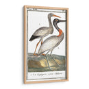 Grúas De Búfón Y Garzas I - Buffon | Cuadro decorativo de Canvas Lab