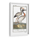 Grúas De Búfón Y Garzas I - Buffon | Cuadro decorativo de Canvas Lab