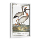 Grúas De Búfón Y Garzas I - Buffon | Cuadro decorativo de Canvas Lab