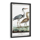 Grúas De Búfón Y Garones Iii - Buffon | Cuadro decorativo de Canvas Lab