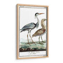 Grúas De Búfón Y Garones Iii - Buffon | Cuadro decorativo de Canvas Lab