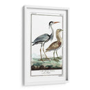 Grúas De Búfón Y Garones Iii - Buffon | Cuadro decorativo de Canvas Lab
