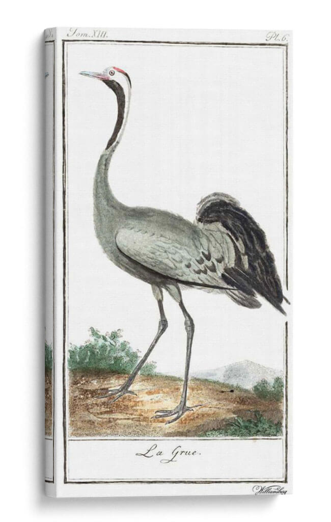 Grúas De Búfón Y Garzas Iv - Buffon | Cuadro decorativo de Canvas Lab