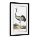 Grúas De Búfón Y Garzas Iv - Buffon | Cuadro decorativo de Canvas Lab