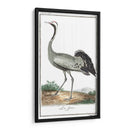 Grúas De Búfón Y Garzas Iv - Buffon | Cuadro decorativo de Canvas Lab