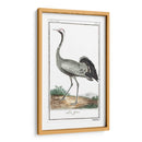 Grúas De Búfón Y Garzas Iv - Buffon | Cuadro decorativo de Canvas Lab