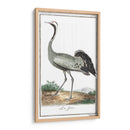 Grúas De Búfón Y Garzas Iv - Buffon | Cuadro decorativo de Canvas Lab